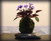 Kokedama kusamono