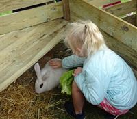 Le lapin Blanc de Hotot à la ferme-musée du Cotentin - CD50