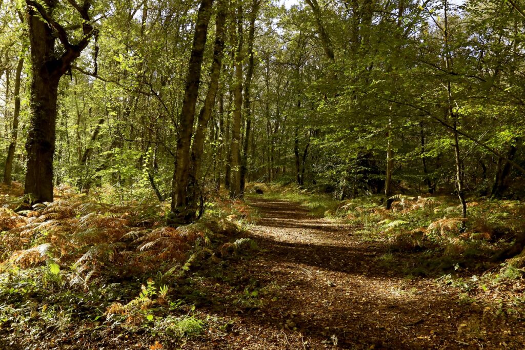 chemin du bois d'Ardennes en automne