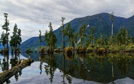 Photo de pins blancs au bord d'un lac en Nouvelle-Zélande
